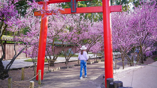 Sydney Sakura Season: Where to See Cherry Blossoms and Festival Fun