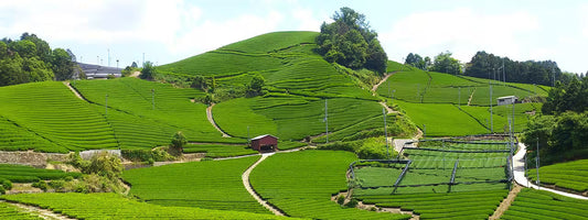 More Than a Drink: Why Your Next Cup of Tea Should Be from Japan